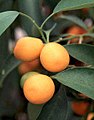 Kumquat - Kumquat