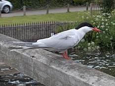 Common tern