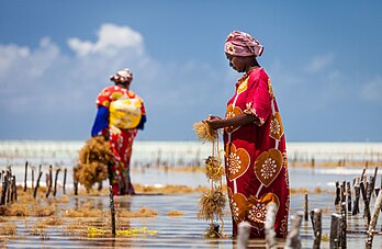 Deux femmes récoltant des algues Eucheuma à Jambiani, sur l'île d'Unguja (définition réelle 5 457 × 3 560)