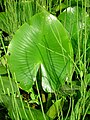 Nuphar lutea