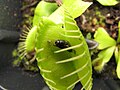 Fotografia de la captura d'una mosca après l'entraïnament de la leca d'una planta carnivòra.