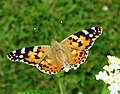 Vanessa cardui Distelvlinder