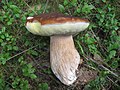 Gemeiner Steinpilz Boletus edulis