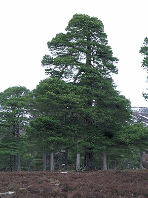 Maturaj arbaraj pinoj, Mar Lodge (Deeside, Skotlando)