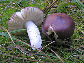 Сироїжка лазурова (Russula caerulea)