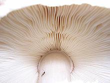 Mushroom gills on lepiota.JPG