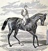 Engraving of the British racehorse Petrarch from the Illustrated London News 1876