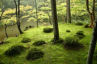 ウッドランドにある西芳寺、日本