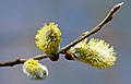 Three male catkins on a willow (柳树 sp.)