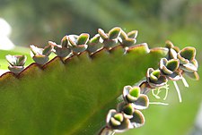 Kalanchoe daigremontiana (ook wel: bommenwerper)