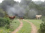 Nationaal park Carmel