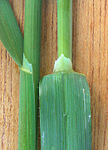 Lígula membranosa en avena (Avena sativa).