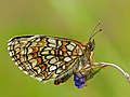 Melitaea athalia Bosparelmoervlinder