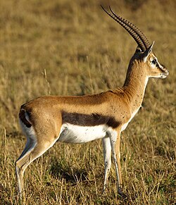 Thomsongazelle (Eudorcas thomsoni)