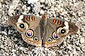 Junonia coenia (Junoniini)