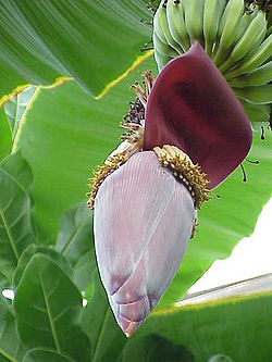 Musa acuminata