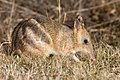 Image 15 Eastern Barred Bandicoot Photo: JJ Harrison The Eastern Barred Bandicoot (Perameles gunni) is a small, rabbit-sized marsupial native to Australia and Tasmania. It weighs less than 1 kg (2.2 lb) and has a short tail and three to four whitish bars across the rump. It is classified as Near Threatened, with one subspecies listed as Critically Endangered. More selected pictures