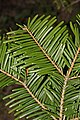 Image 35In Abies grandis (grand fir), and many other species with spirally arranged leaves, leaf bases are twisted to flatten their arrangement and maximize light capture. (from Conifer)