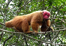 Uacari macho no Rio Taruma, no Brasil