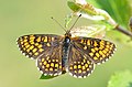 Melitaea athalia Bosparelmoervlinder