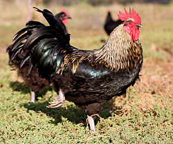 Tamhøne (Gallus gallus).