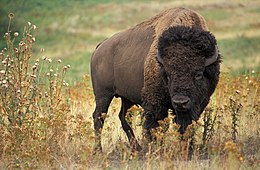 Amerikai bölény (Bison bison)