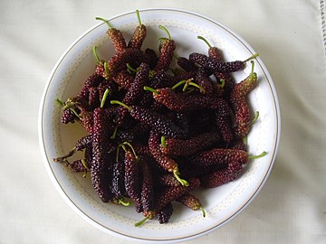 Long mulberry