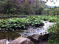 Pestwurzbestand an der Wutach