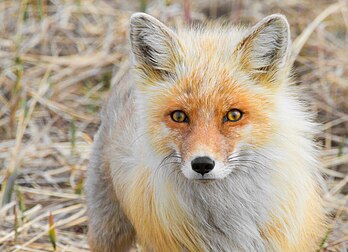 Raposa-vermelha (Vulpes vulpes) nos arredores de Nome, Alasca. (definição 3 805 × 2 750)