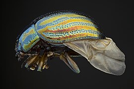 Iridescence de la carapace d'une Chrysolina americana vue de côté.