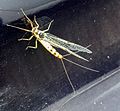 a primitive winged insect (mayfly)