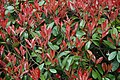 Photinia x fraseri