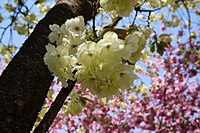 ''Prunus serrulata'' 'Grandiflora' A. Wagner (Ukon) [ja] with rare yellow flowers developed in the Edo period of Japan. One of the cultivars selected for the British Award of Garden Merit.