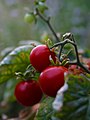 Tomate cerise - Lycopersicon esculentum cerasiforme