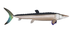 Художня реконструкція Cimolichthys nepaholica.