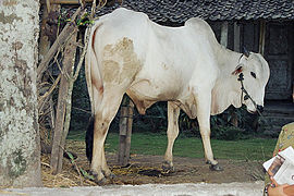 Sapi di Desa Sambi, Sleman, Yogyakarta tahun 2002