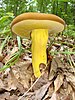 The butter-foot bolete (Boletus auripes)