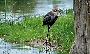 Ardea goliath avec un poisson empalé sur son bec, Parc national Kruger