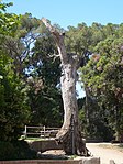 Roure del Parc de Ca n'Oriol (Rubí)