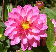 Dahlia x hybrida