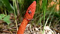 Phallus rubicundus