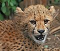 Image 9 Cheetah Photo: Muhammad Mahdi Karim A close-up view of a cheetah (Acinonyx jubatus) cub. Unlike some other cats, the cheetah is born with its characteristic spots, as well as a downy underlying fur on their necks extending to mid-back, which gives the cub the appearance of the Honey Badger, to scare away potential aggressors. Despite this, up to 90% of cheetah cubs are killed by predators in the early weeks of life. Healthy adult cheetahs have few predators because of their speed. More selected pictures