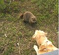 Dog confronting groundhog