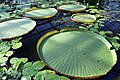 Victoria amazonica