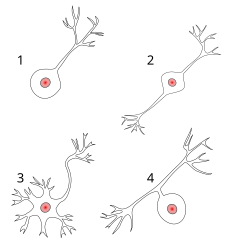 Quatro ilustração referentes aos neurônios unipolar, pseudounipolar, bipolar e multipolar.