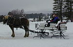 Hingst an sled