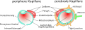 Vergleich zwischen peripheren und zerebralen Kapillaren