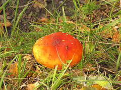 Amanita muscaria