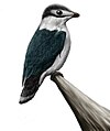 Iberomesornis romerali