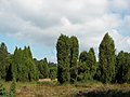 Habitus in der Lüneburger Heide